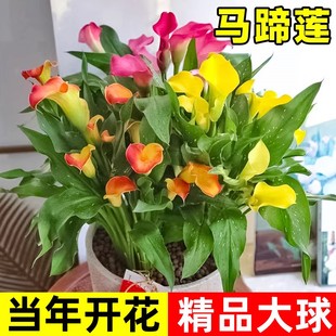 彩色馬蹄蓮種球多年生大球帶芽易成活四季 開花陽臺庭院盆栽大花苗