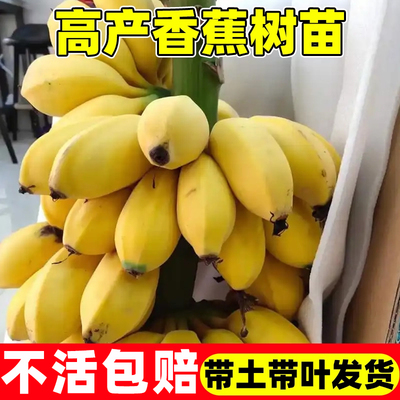 香蕉树苗南方北方芭蕉粉蕉小米蕉