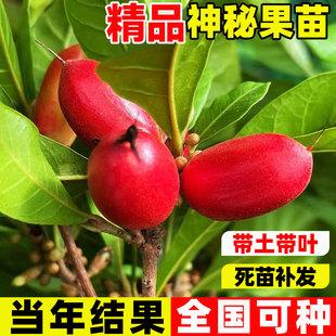神秘果变味果树苗四季种植当年结果庭院阳台盆地栽带土带叶易成活
