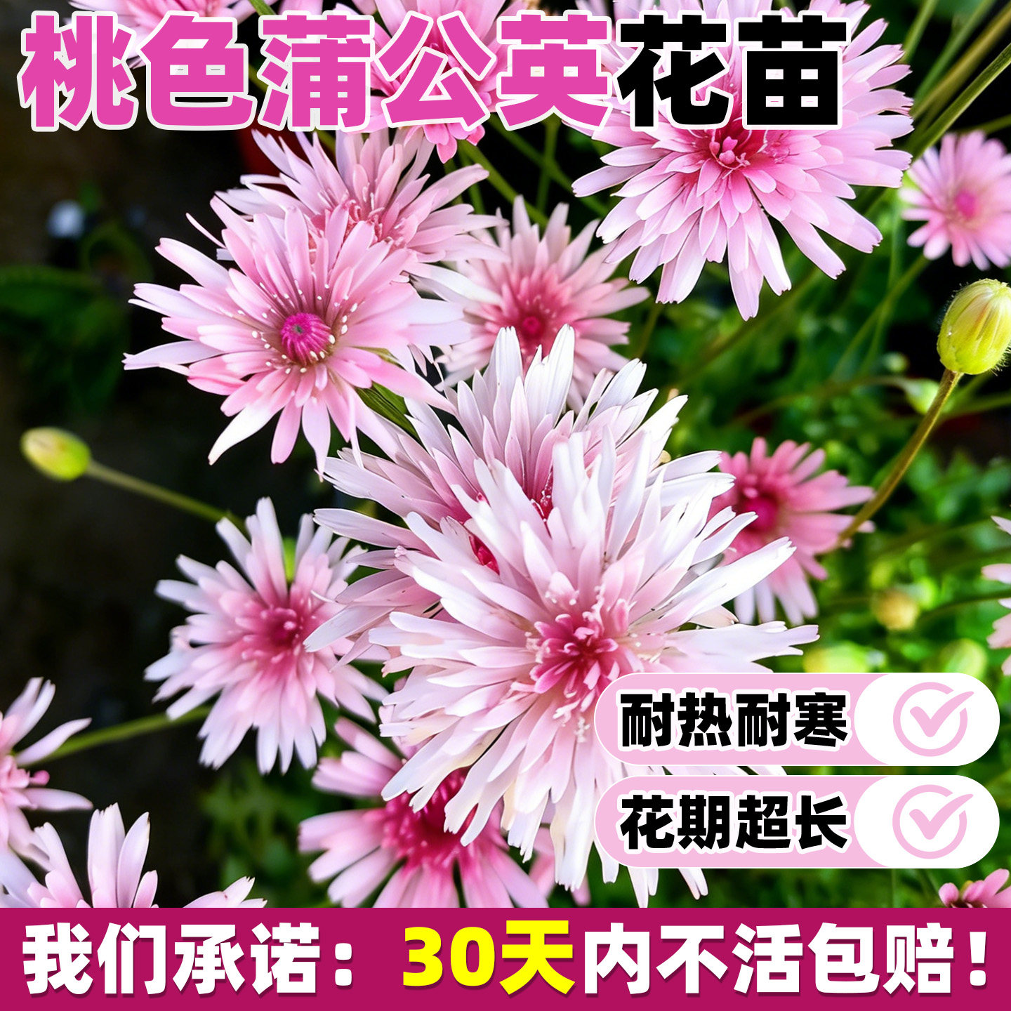 桃色千本蒲公英苗粉花小清新天竺还阳参万丈深阳台盆栽庭院花种籽