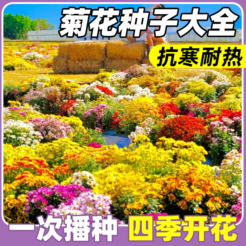 菊花种子大全翠菊花种籽糖果菊混色千头菊四季种开花易活盆栽花籽