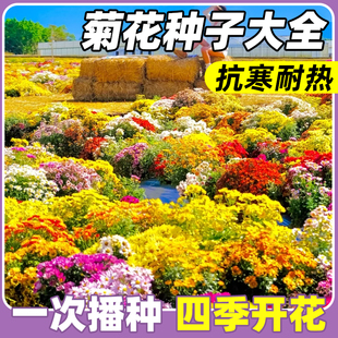 菊花种子大全翠菊花种籽糖果菊混色千头菊四季种开花易活盆栽花籽