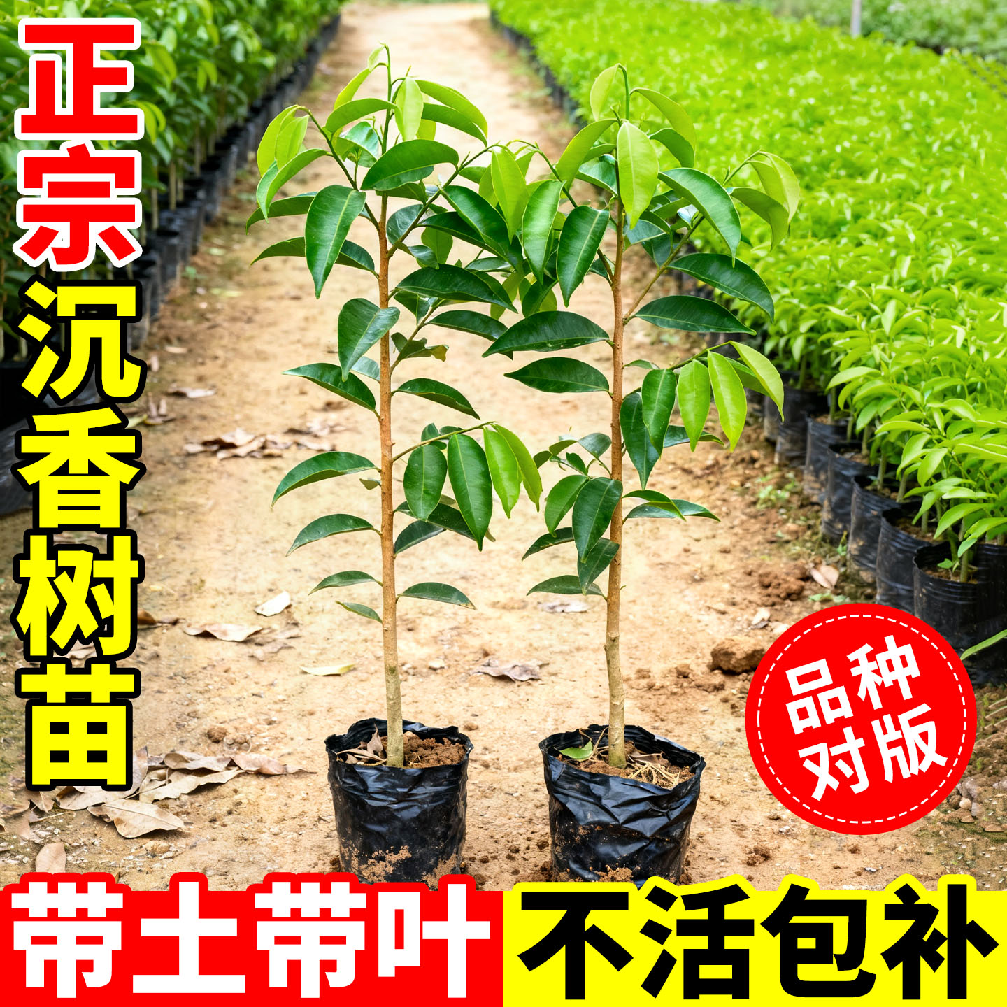 正宗奇楠海南沉香树苗十大名贵树苗大全金丝楠木小叶紫檀庭院盆栽