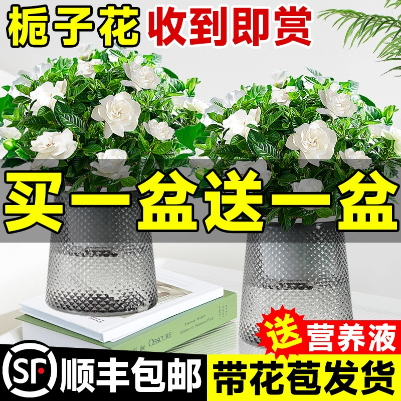 水培植物栀子花盆栽四季好成活懒人适合好养的办公室内桌面绿植物