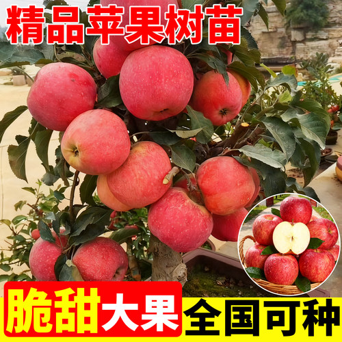 适合南方种的苹果树果冰糖心苹果