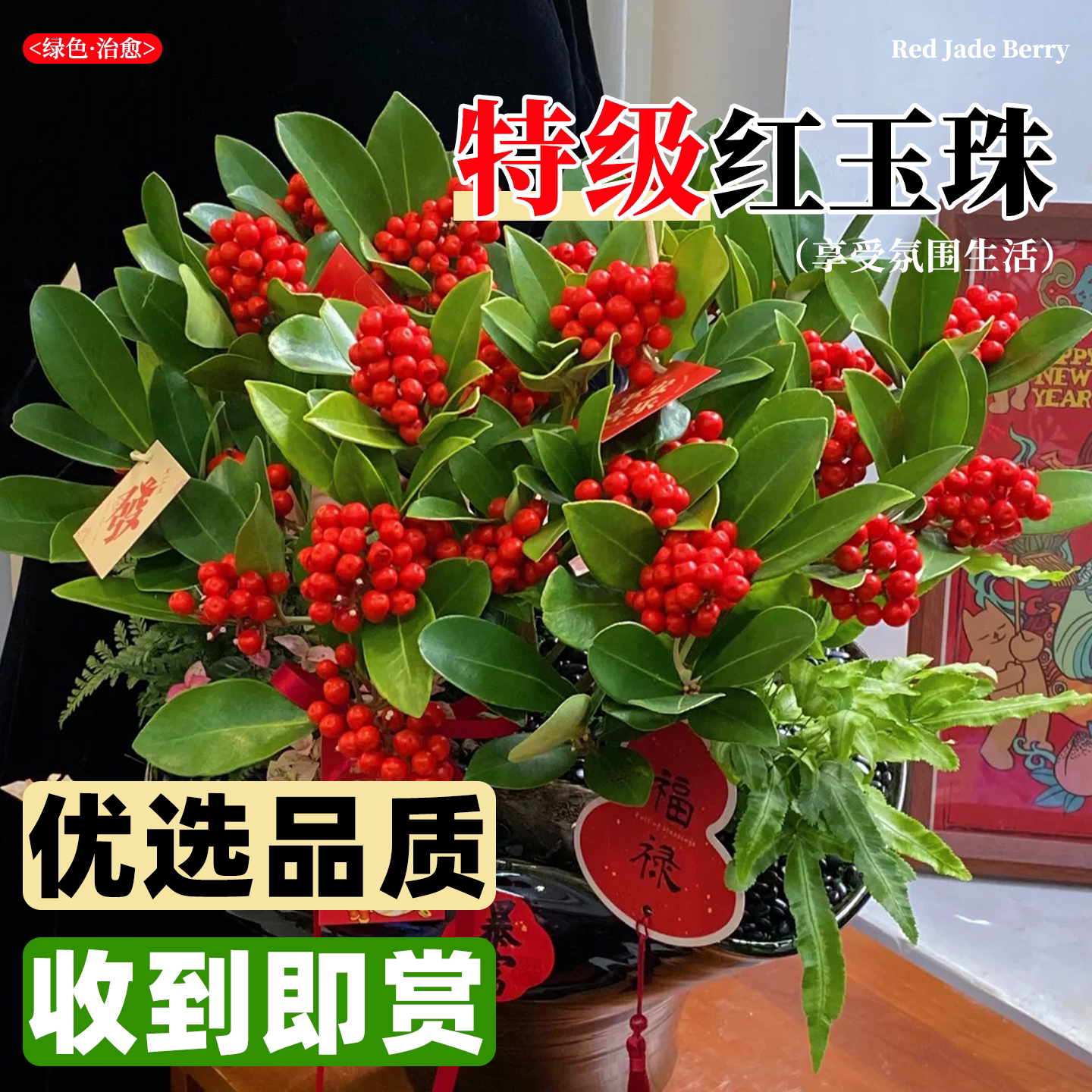 红玉珠盆栽花苗鸿运珠室内客厅喜