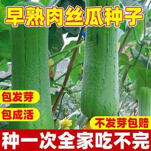 早熟肉丝瓜种子抗病高产丝瓜种籽子春夏秋播四季田园庭院蔬菜种孑