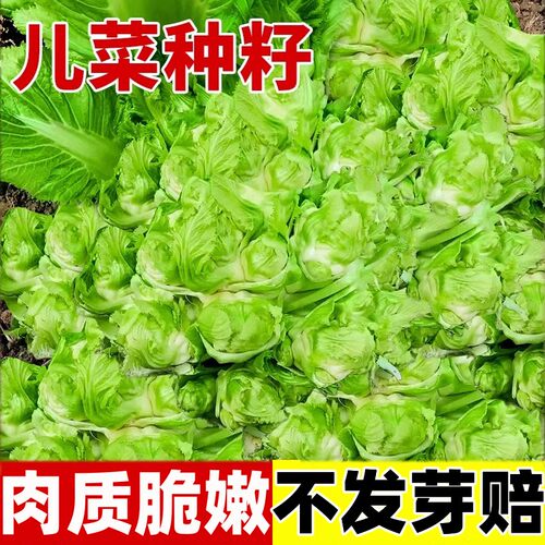 儿菜种子芥菜种籽娃娃菜秋季播