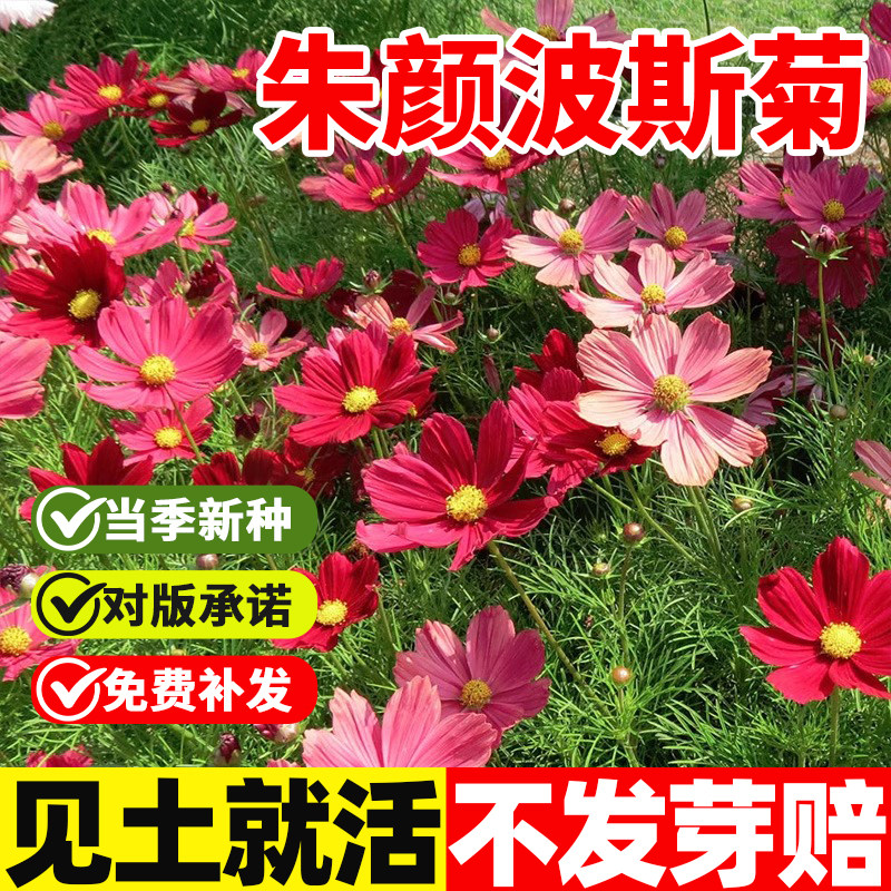 朱颜波斯菊种子四季种植阳台盆栽图片