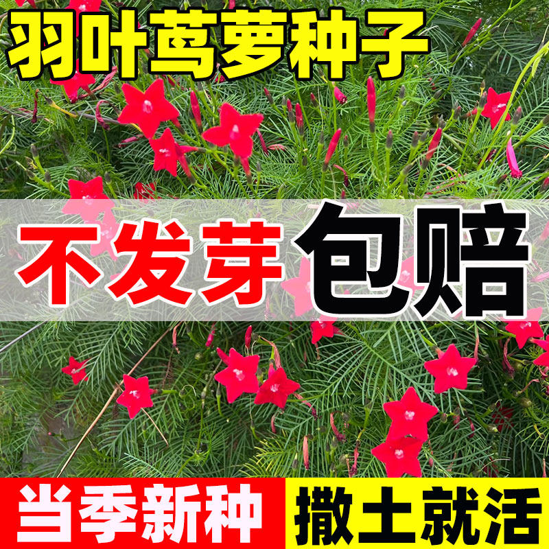 羽叶茑萝花种子四季开花易活爬墙花盆栽阳台庭院爬藤植物五角星花