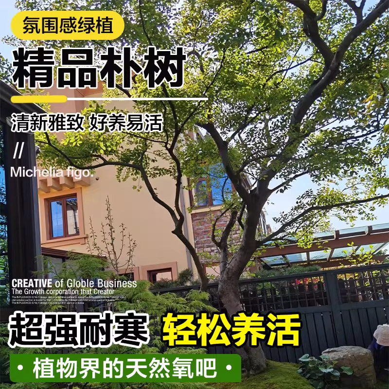 朴树树苗拆迁占地庭院道路风景树朴树大树园林绿化工程苗木行道树
