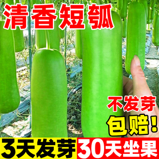 高产耐热蒲瓜种菜葫芦阳台庭院蔬菜种孑 瓠瓜种子早熟短瓠种籽四季