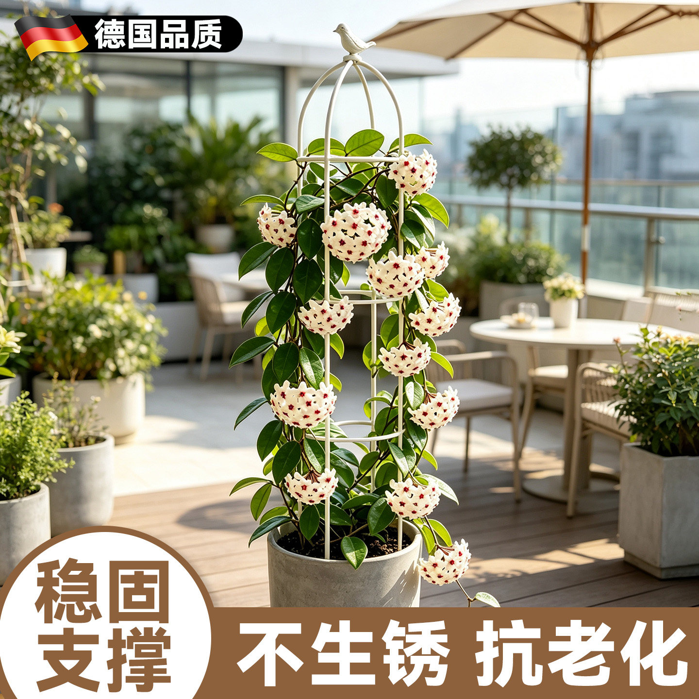 球兰爬藤架植物固定支架花爬架园艺花盆支撑架绿植防倒伏攀爬架子