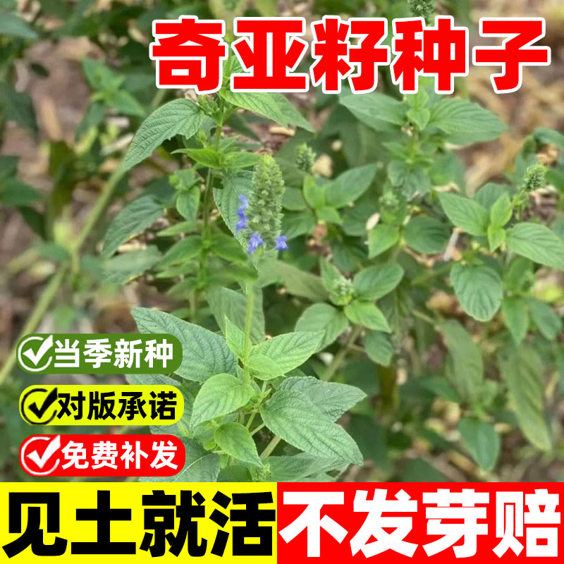 奇亚籽种籽子盆栽可食用中药材中草药种植秧苗四季蔬菜种子孑大全