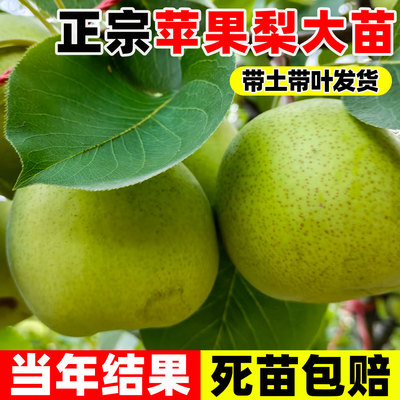 嫁接苹果梨树苗耐寒冻梨晚熟红皮
