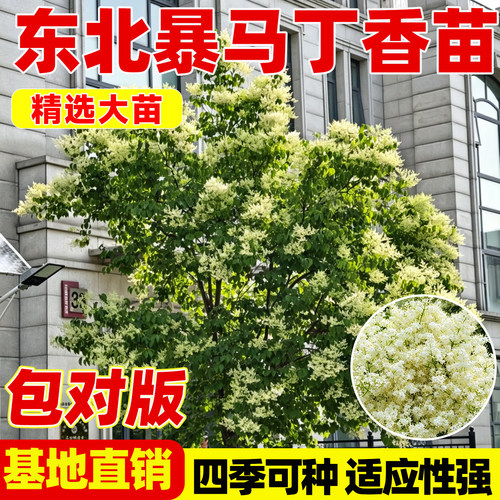 东北暴马丁香树苗观花植物白丁香
