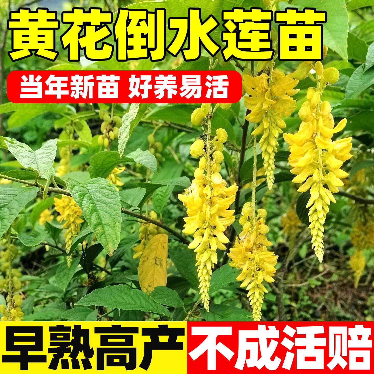 中草药黄花倒水莲观音串树苗黄花大远志种苗庭院阳台绿植盆栽喜阴