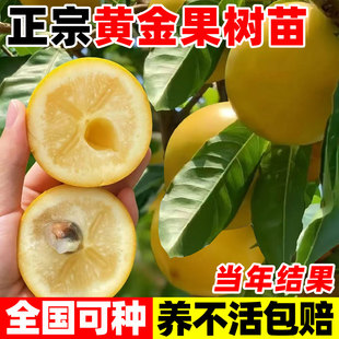 黄晶果树果苗嫁接黄金果苗久蜜冬蜜早熟盆栽四季当年结果南北方种