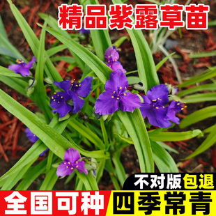紫露草花苗耐寒四季种植阳台庭院盆栽四季兰耐寒抗冻植物景观花卉