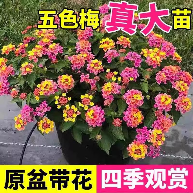 五色梅盆栽大苗五色梅马樱丹苗带花苞马樱丹花卉绿植四季五色梅苗,鲜花速递/花卉仿真/绿植园艺,绣球/木绣球/木本植物,淘宝优惠券,粉丝福利购,淘宝优惠卷