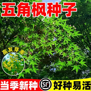 五角枫种子庭院室外元宝枫青枫鸡爪槭种子美国红枫种子三角枫种孑