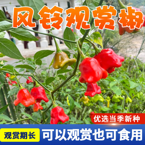 风铃椒种子灯笼椒元宝椒种籽观赏