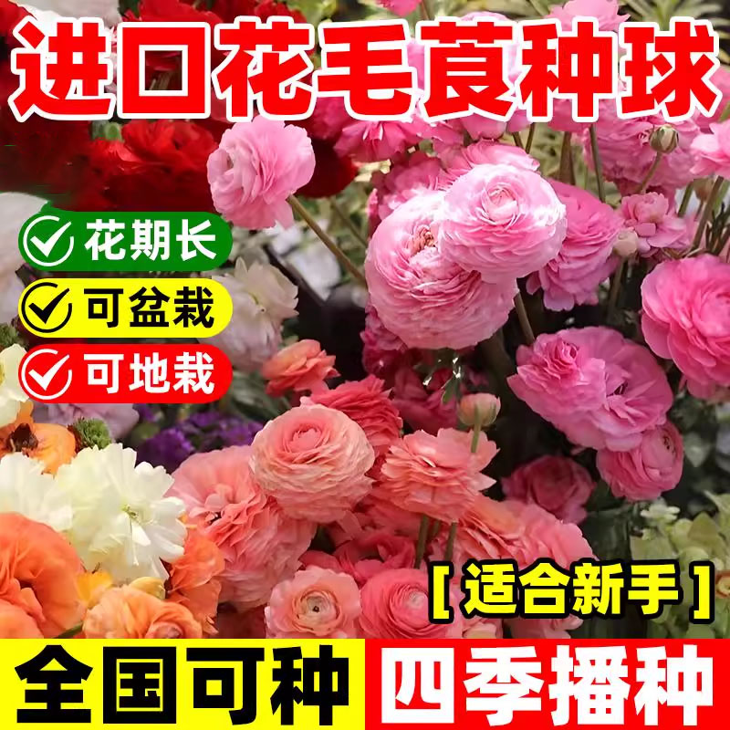 进口花毛茛种球带芽蝴蝶洋牡丹花