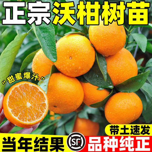 广西沃柑盆栽嫁接果树沙砂