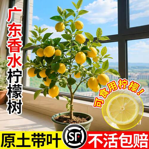 广东香水柠檬树苗无籽嫁接