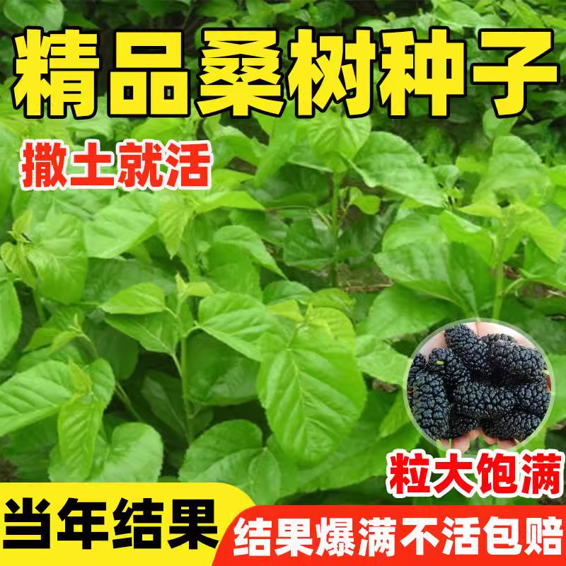 桑树种子桑葚树果四季种植易活大叶强桑弄桑高蛋白可做饲料桑种籽