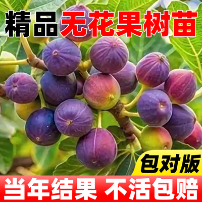 无花果格莱斯树苗波姬红特大果