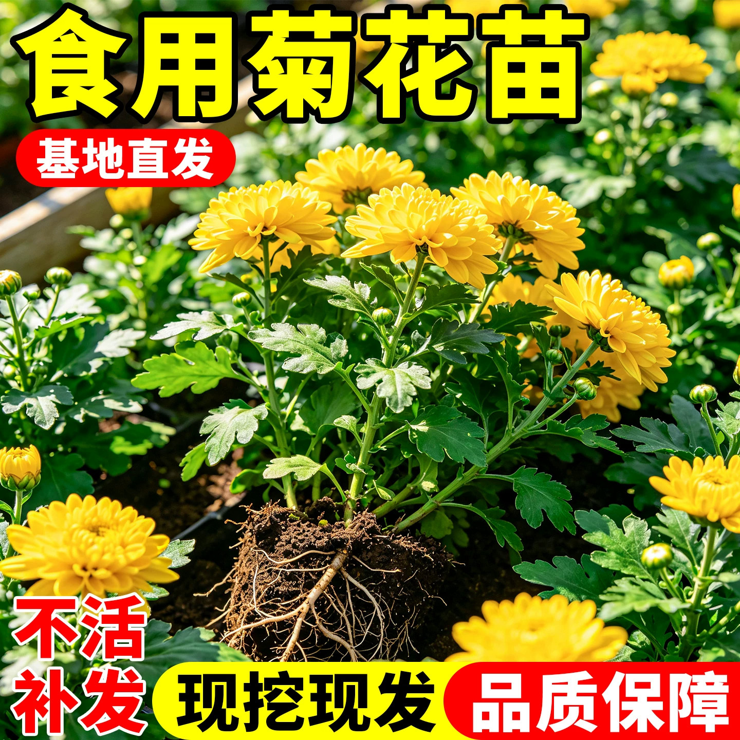食用菊花苗糖心可泡茶金丝皇菊黄山贡菊杭白菊绿植物庭院盆栽花卉