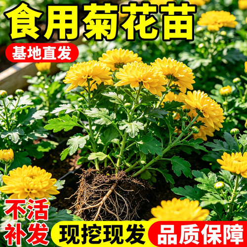 食用菊花苗糖心可泡茶庭院盆栽