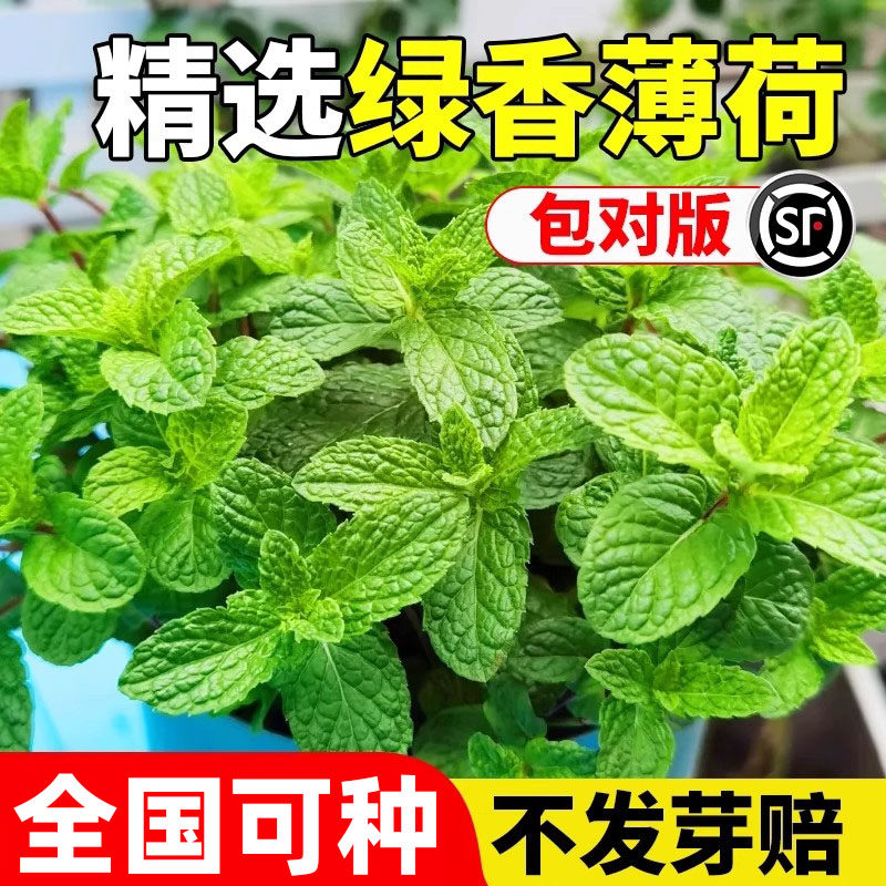 绿香薄荷种子可食用薄荷种籽野生保健菜驱蚊香草春秋种植易活盆栽