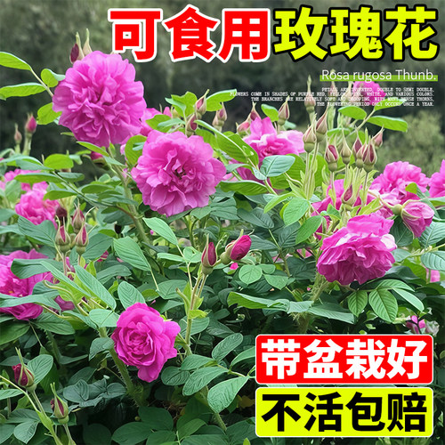 食用玫瑰花苗大马士革四季种植大