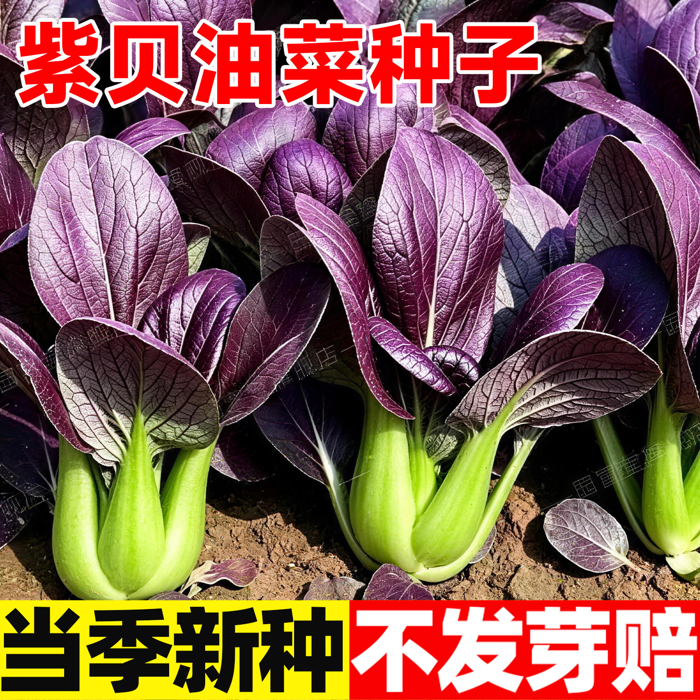 紫贝油菜种子小院菜地阳台花盆均可播种既能观赏又能食用叶菜种籽