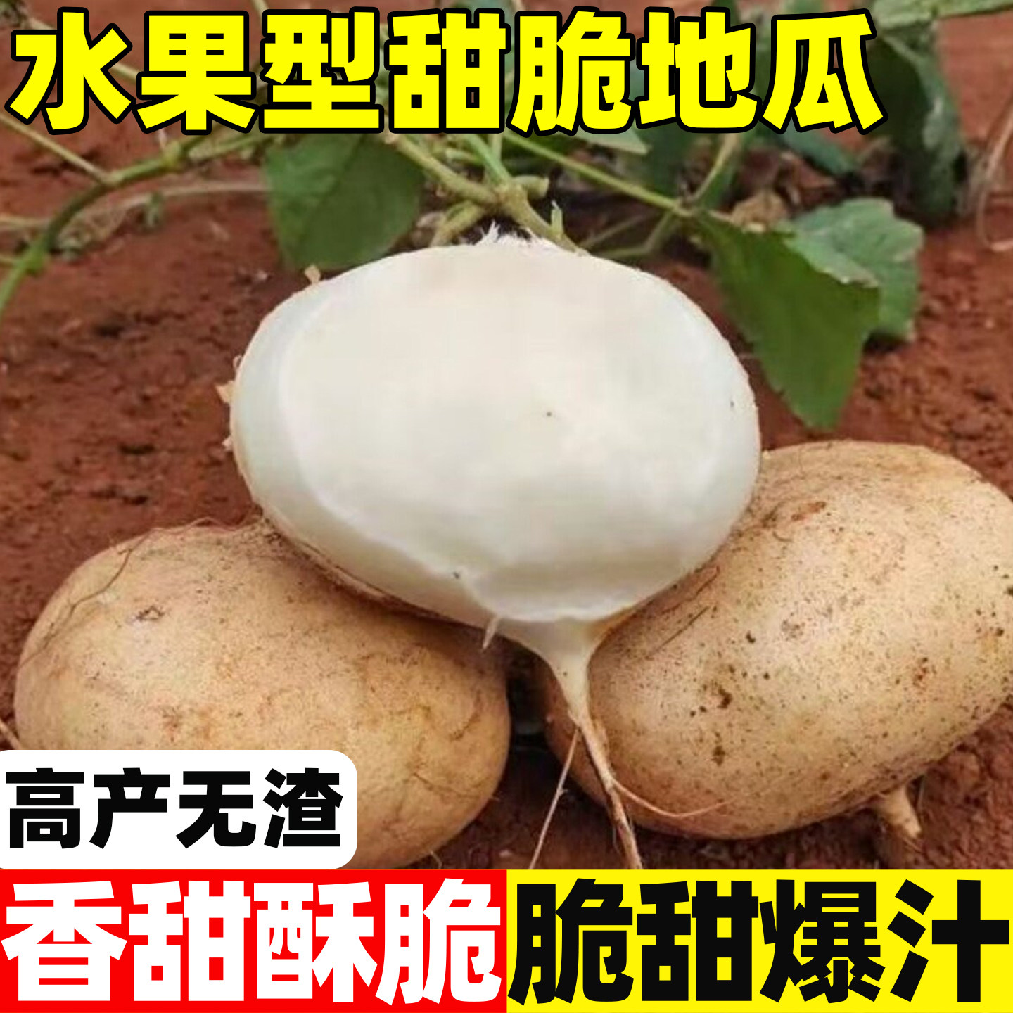 水果型甜脆地瓜种子早熟地瓜水果地瓜沙葛凉薯土瓜种籽蔬菜种子