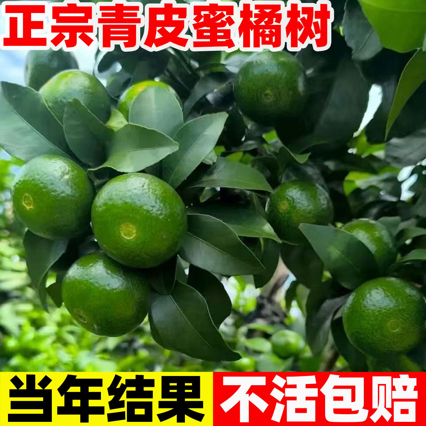早熟桔子树苗由良柑橘子树苗无核新品种特早青皮橘子苗无籽蜜桔子