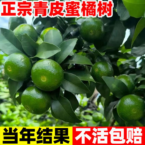 早熟青皮蜜桔苗橘子树果树果苗四