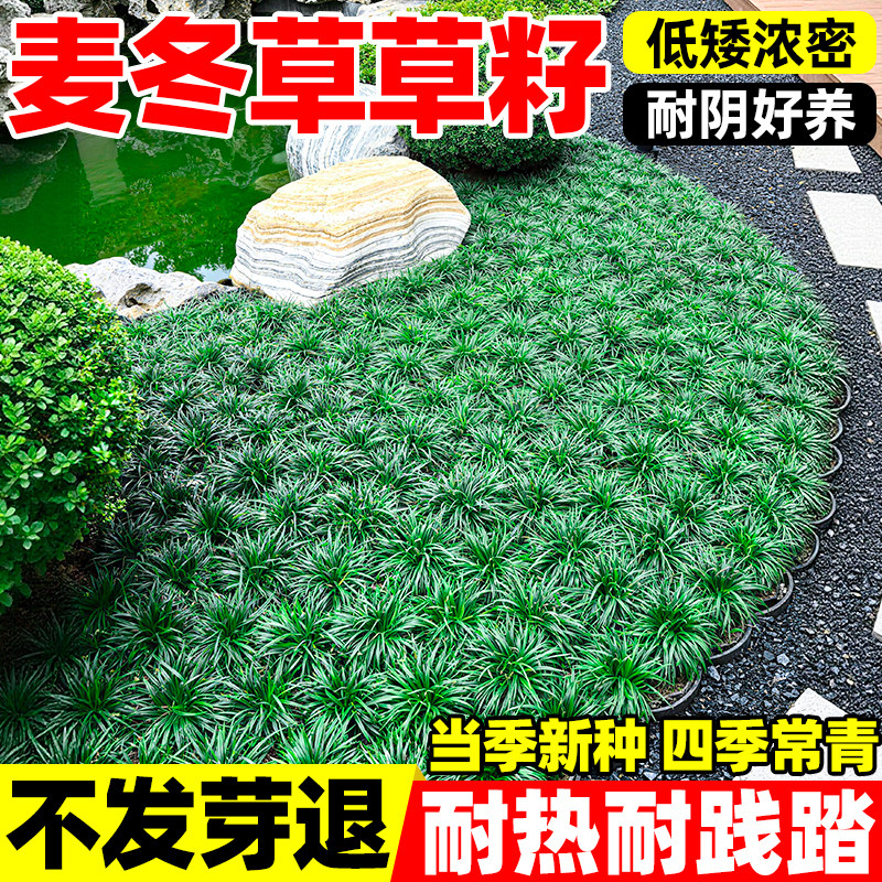 麦冬草草籽细长叶庭院绿化玉龙草图片