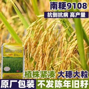 南粳9108水稻子好吃可留种旱稻种子旱谷香米旱稻籽糯谷种稻谷种子