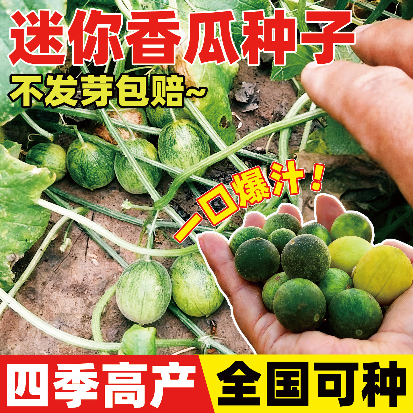 迷你香瓜种子野生马泡瓜野果种籽拇指小甜瓜庭院阳台盆栽马宝蛋瓜