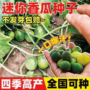 迷你香瓜种子野生马泡瓜野果种籽拇指小甜瓜庭院阳台盆栽马宝蛋瓜
