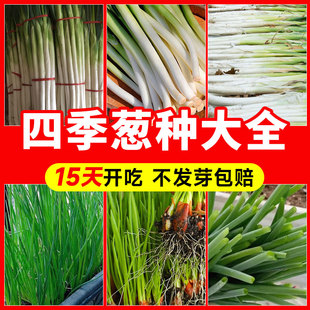 四季小香葱种子大全红葱种籽盆栽阳台种植葱头种分多多葱蔬菜种孑