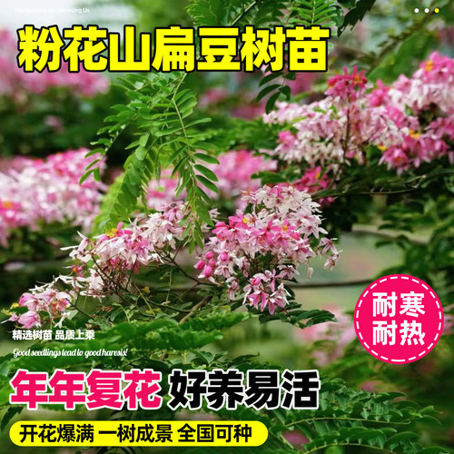 粉花山扁豆树苗节果决明树塔槐树