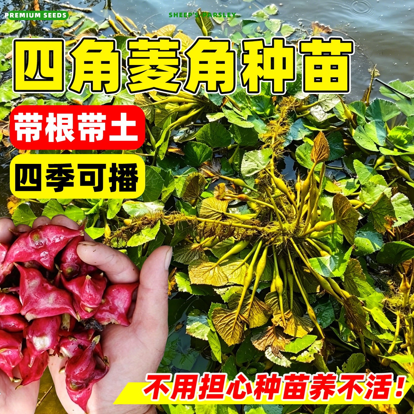 四角红菱角种苗水生植物池塘造景高产两角老红棱角种黑凌角种籽子