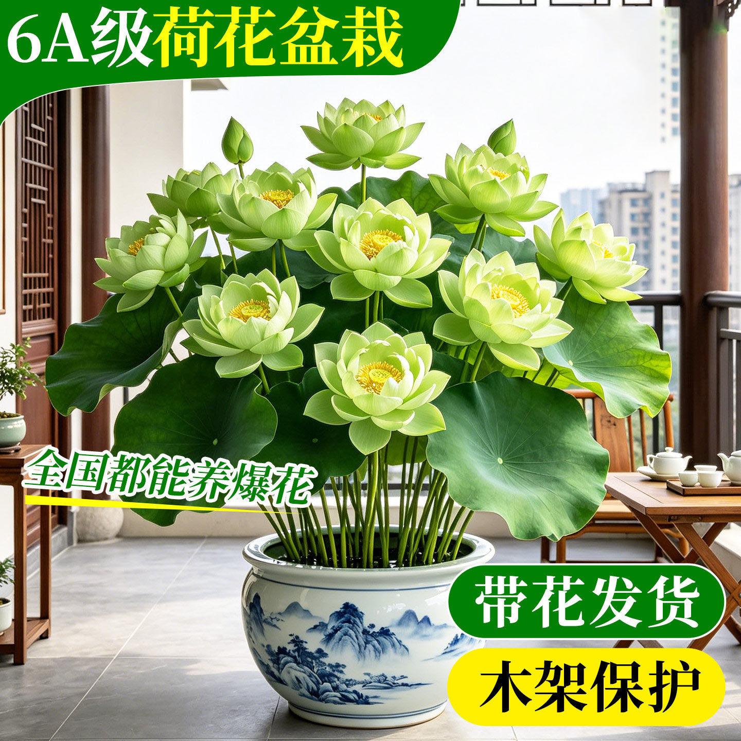 绿色荷花盆栽水养带花苞重瓣观赏