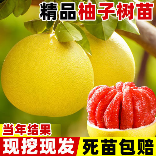 柚子树苗果正宗红心蜜糖沙