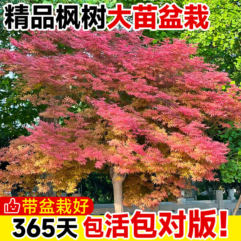 枫树盆栽庭院流泉枫盆景橙之梦红舞姬老桩南北方种植室外耐寒好养
