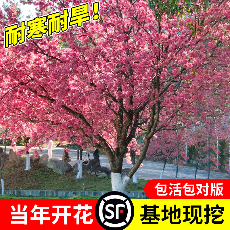 樱花树苗庭院大树耐寒矮化晚樱